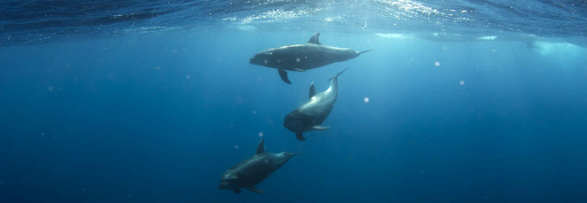 delfini nell'acqua, oceano